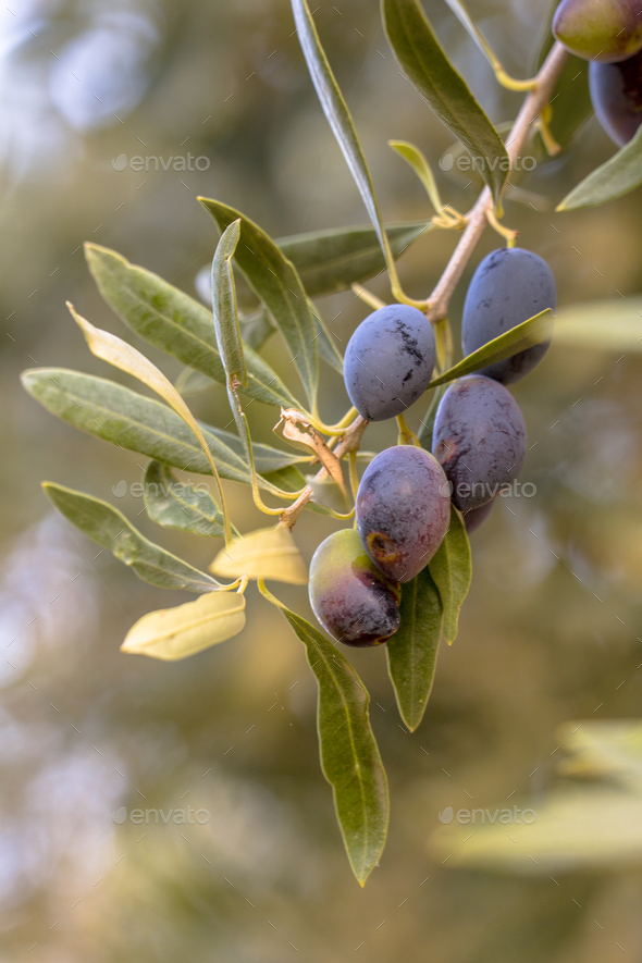 Group of Black olives on olive tree Stock Photo by CreativeNature_nl
